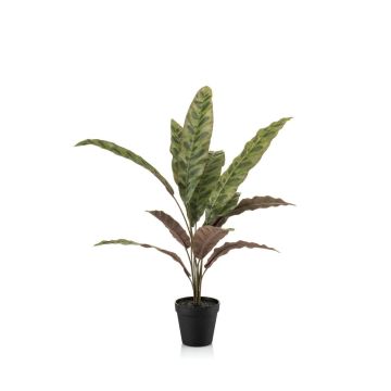 Umělá rostlina Calathea Makoyana WIDO v dekorativním květináči, zeleno-vínově červená, 60cm Umělá rostlina Calathea Makoyana WIDO v dekorativním květináči, zeleno-vínově červená, 60cm