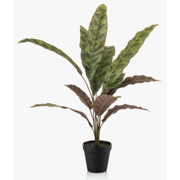 Umělá rostlina Calathea Makoyana WIDO v dekorativním květináči, zeleno-vínově červená, 60cm Umělá rostlina Calathea Makoyana WIDO v dekorativním květináči, zeleno-vínově červená, 60cm
