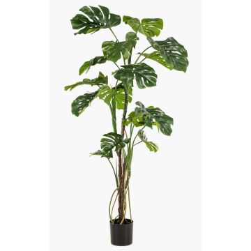 Umělá rostlina Philodendron monstera deliciosa TANIESO, umělý kmen, vzdušné kořeny, 180cm Umělá rostlina Philodendron monstera deliciosa TANIESO, umělý kmen, vzdušné kořeny, 180cm