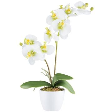 Umělá orchidej Phalaenopsis KRUZBER, keramický květináč, kořeny, bílo-zelená, 55cm