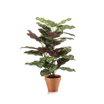 Umělá rostlina Calathea makoyana TROGAR v terakotovém květináči, zelenofialová, 65cm Umělá rostlina Calathea makoyana TROGAR v terakotovém květináči, zelenofialová, 65cm