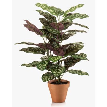 Umělá rostlina Calathea makoyana TROGAR v terakotovém květináči, zelenofialová, 65cm Umělá rostlina Calathea makoyana TROGAR v terakotovém květináči, zelenofialová, 65cm