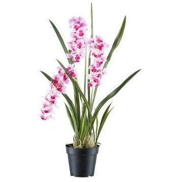 Dekorativní květina orchidej Cymbidium KLORVEN, kořeny, bílo-fialová, 80cm