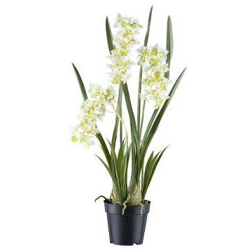 Dekorativní květina Cymbidium orchidej KLORVEN, kořeny, bílo-zelená, 80cm