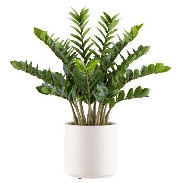 Umělá rostlina Zamioculcas BROLKE, dekorativní květináč, 85cm