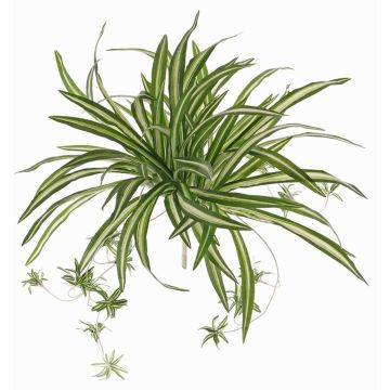 Umělá rostlina zelenec DEMIAN na zápichu, zelenobílá, 50cm Umělá rostlina zelenec DEMIAN na zápichu, zelenobílá, 50cm
