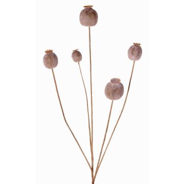 Umělá maková kapsle FILOMELA, světle hnědá, 75cm, Ø2-3,5cm