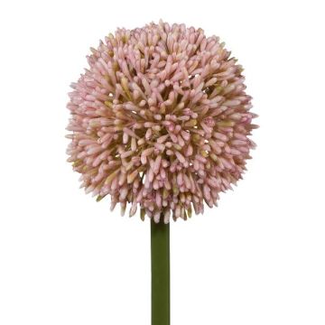 Dekorativní květina Allium MENKES, růžová, 65cm