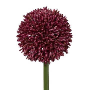 Dekorativní květina Allium MENKES, vínová, 65cm Dekorativní květina Allium MENKES, vínová, 65cm