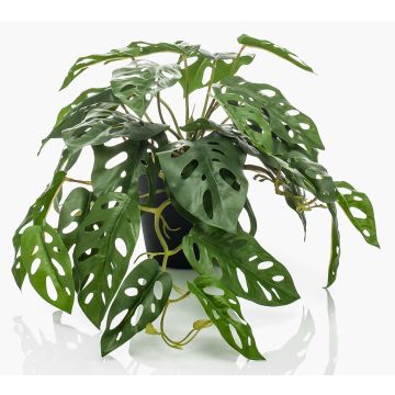 Dekorační filodendron monstera deliciosa TREVYN, 55cm Dekorační filodendron monstera deliciosa TREVYN, 55cm