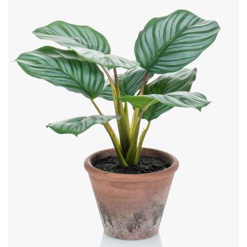 Umělá kalatea orbifolia ESMIE v terakotovém květináči, zelenobílá, 30cm Umělá kalatea orbifolia ESMIE v terakotovém květináči, zelenobílá, 30cm