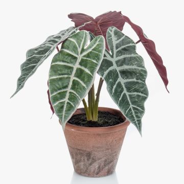 Umělá alokasie sanderiana GARCIA, terakotový květináč, zeleno-bílá, 40cm Umělá alokasie sanderiana GARCIA, terakotový květináč, zeleno-bílá, 40cm