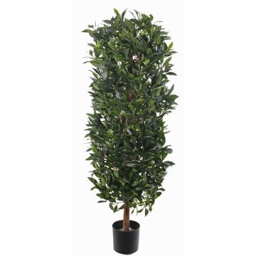 Umělý vavřín ve tvaru sloupu UNUK, skutečný kmen, 140cm Umělý vavřín ve tvaru sloupu UNUK, skutečný kmen, 140cm