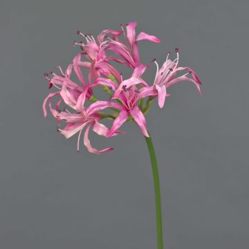Dekorační květina nerine BAIMAI, růžová, 75cm