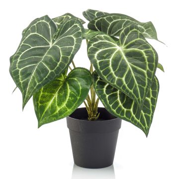 Umělá anturie TESHI, zelená-krémová, 25cm Umělá anturie TESHI, zelená-krémová, 25cm