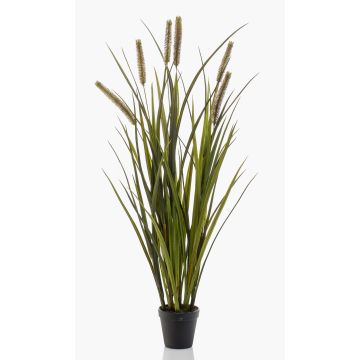 Dekorativní rákosová tráva ZWENA s latami, zelenožlutá, 85cm
