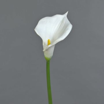 Dekorativní květina calla DAISCHI, bílá, 70cm Dekorativní květina calla DAISCHI, bílá, 70cm