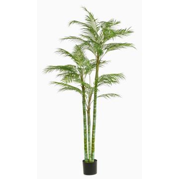 Dekorativní areca palma AKANE, 200cm