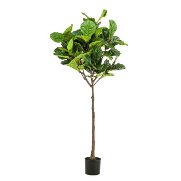 Deco ficus lyrata ABIULA, pravý kmen, zelený, 195cm Deco ficus lyrata ABIULA, pravý kmen, zelený, 195cm