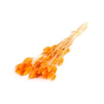 Sušená tráva Lagurus BORKA, trs, tmavě oranžová, 55-75cm, Ø12cm