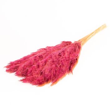 Sušený svazek rákosu DONJETA, fialový, 70-80cm, Ø15cm Sušený svazek rákosu DONJETA, fialový, 70-80cm, Ø15cm