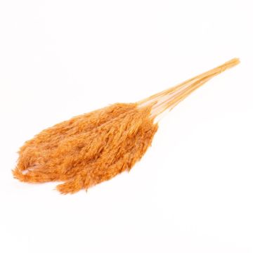 Sušený svazek rákosu DONJETA, terakota, 70-80cm, Ø15cm