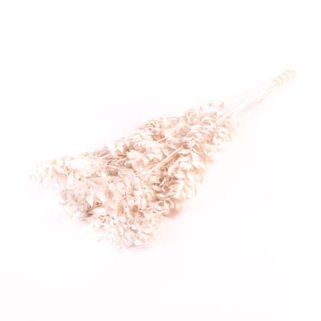 Sušené větve ruscus AGNIATA, bílé, 70-75cm, Ø17cm Sušené větve ruscus AGNIATA, bílé, 70-75cm, Ø17cm