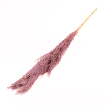 Sušený trs pampové trávy ANIAMI, lila, 130-140cm, Ø20cm