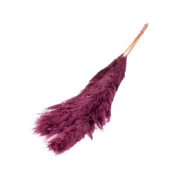 Sušený trs pampové trávy ANIAMI, fialový, 130-140cm, Ø20cm Sušený trs pampové trávy ANIAMI, fialový, 130-140cm, Ø20cm