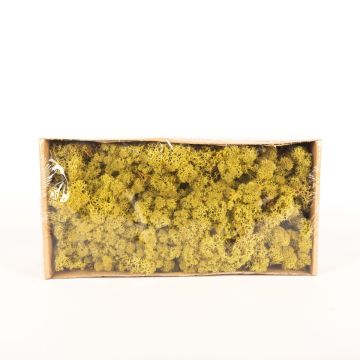 Pravý islandský mech SVEINBJÖRN, zelený kiwi, 500g