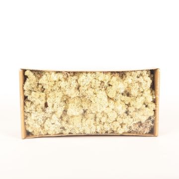 Pravý islandský mech SVEINBJÖRN, přírodní, 500g