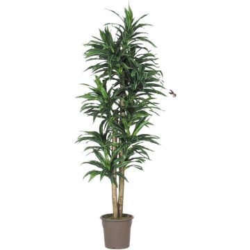 Umělecká dracéna Fragrans KANDIDA, přírodní stonky, zelená, 150cm - Vyrobeno v Itálii