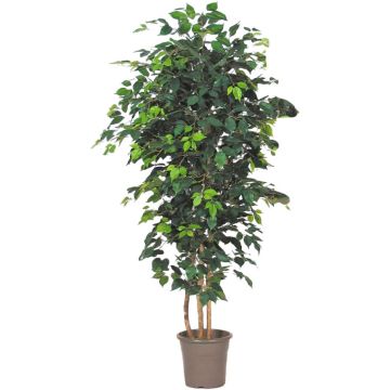 Dekorativní Ficus Benjamini LEONORET, pravé stonky, zelený, 100cm - vyrobeno v Itálii