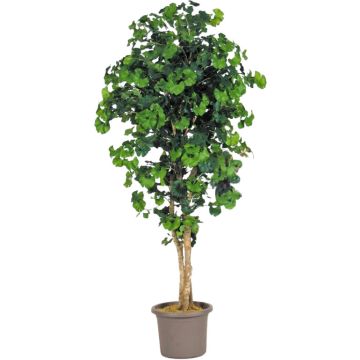 Umělý jinan dvoulaločný LUDOWIKA, pravé kmeny, zelený, 150cm - Vyrobeno v Itálii