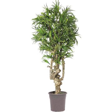 Dekorativní dracéna Dracaena Reflexa Jamaica OZIOMA, pravý kmen, zelenožlutá, křížová dvířka, 200cm - vyrobeno v Itálii Dekorativní dracéna Dracaena Reflexa Jamaica OZIOMA, pravý kmen, zelenožlutá, křížová dvířka, 200cm - vyrobeno v Itálii