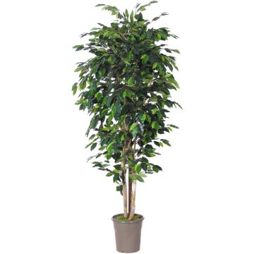 Umělý Ficus Benjamini LEVANTA, přírodní kmeny, zelený, 225cm - Vyrobeno v Itálii Umělý Ficus Benjamini LEVANTA, přírodní kmeny, zelený, 225cm - Vyrobeno v Itálii