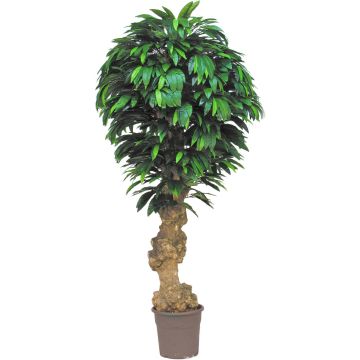 Umělé mango ATREYU, pravé kmeny, zelené, crossdoor, 200cm - Vyrobeno v Itálii