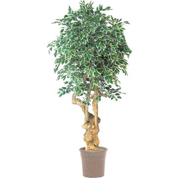 Pravý Ficus Benjamini AURELIANO, přírodní kmen, zelenobílý, 200 cm - vyrobeno v Itálii