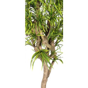 Umělá dracéna Dracaena Reflexa Jamaica KOLOMBINE, pravý kmen, zelenožlutá, křížová dvířka, 200cm - Vyrobeno v Itálii Umělá dracéna Dracaena Reflexa Jamaica KOLOMBINE, pravý kmen, zelenožlutá, křížová dvířka, 200cm - Vyrobeno v Itálii
