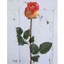 Umělá růže OPHELIE, oranžovo-žlutá, 85cm, Ø7cm