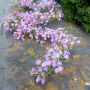 Umělý gypsophila věnec LITAGO, růžovo-fialový, 180cm