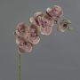 Umělá orchidej Phalaenopsis LARDUEN, zeleno-růžová, 80cm