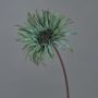 Umělá gerbera SIEDA, modrozelená, 65cm, Ø10cm