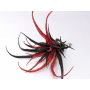 Umělá tillandsia stricta TESAK na klipu, třpytky, černo-červená, 17cm