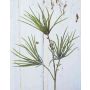 Umělá borovicová větev PEER, třpytky, zelená, 50cm