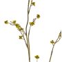 Umělá Stirlingia latifolia COLLAN, zelenožlutá, 85cm