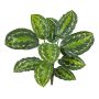 Dekorativní medailon Calathea FLEURETTA, tyčinka, zelenožlutá, 50cm