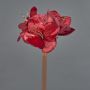 Sametový amarylis KIRSTY, červený, 70cm, Ø9cm