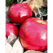 Umělé jablko REGGIE, červené, 8cm