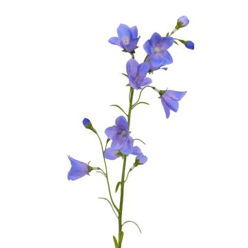 Umělá rostlina zvonek GISELA, modrá, 65cm, Ø5cm